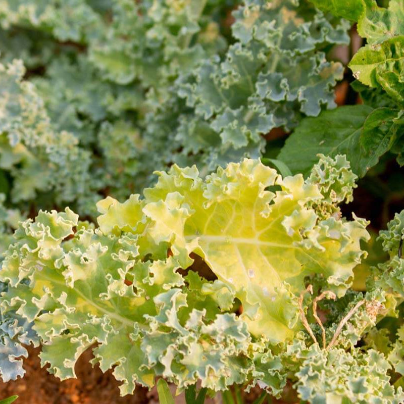 Yellow Kale Seeds 
