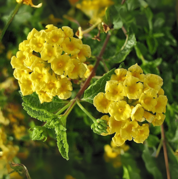 Yellow Lantana Seeds - Flower Plant