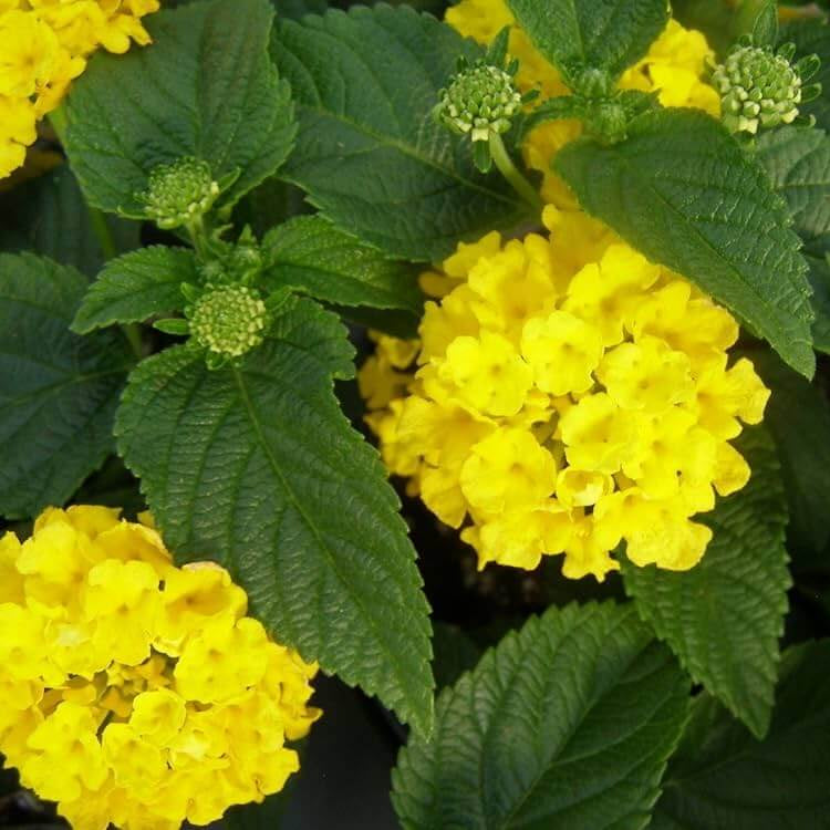 Yellow Lantana Seeds - Flower Plant
