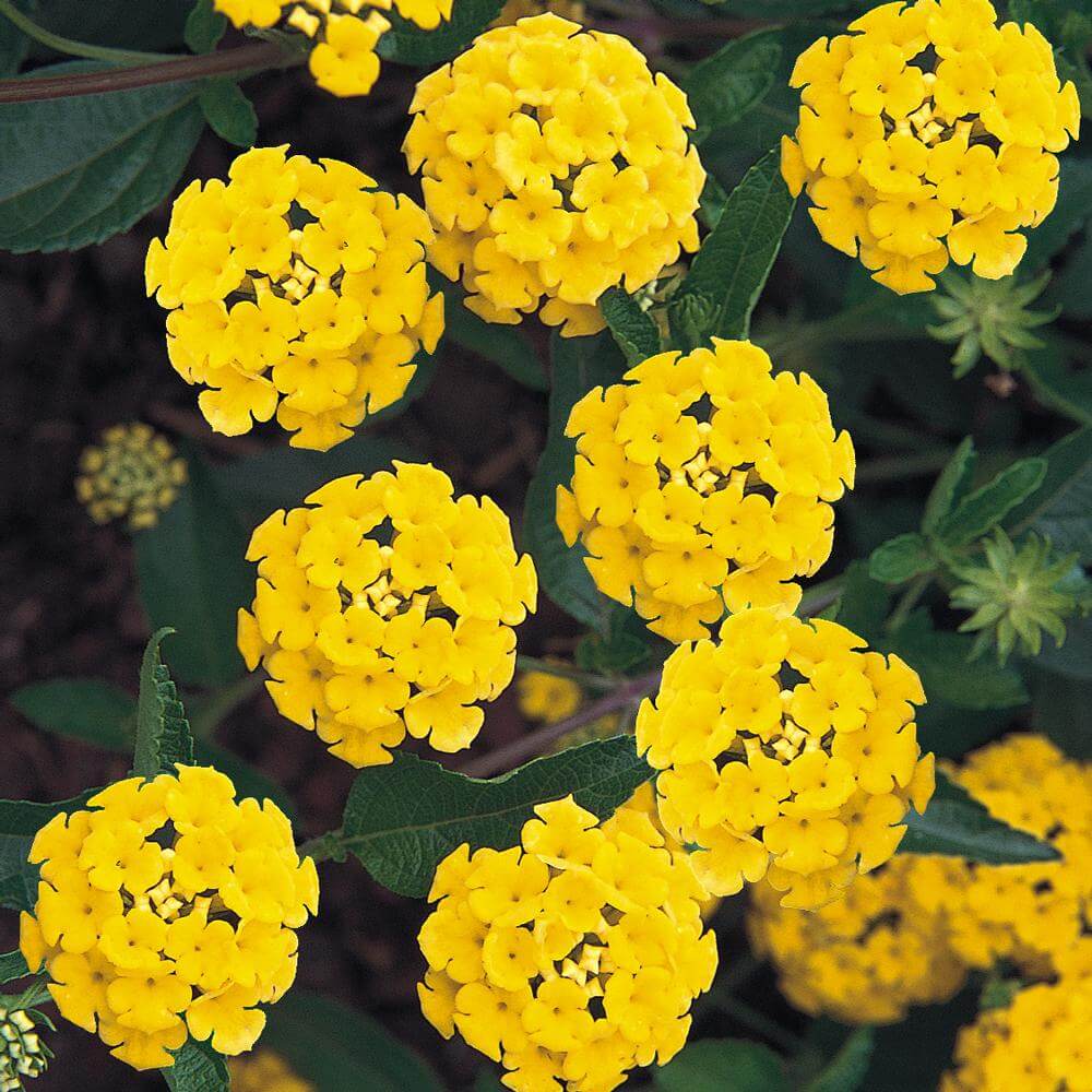 Yellow Lantana Seeds - Flower Plant