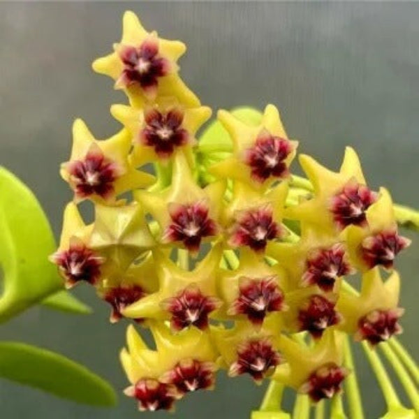 Yellow Maroon Hoya carnosa Seeds