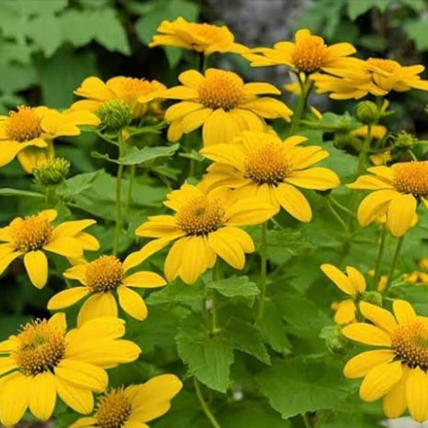 Yellow Mexican Tithonia Diversifolia Seeds 