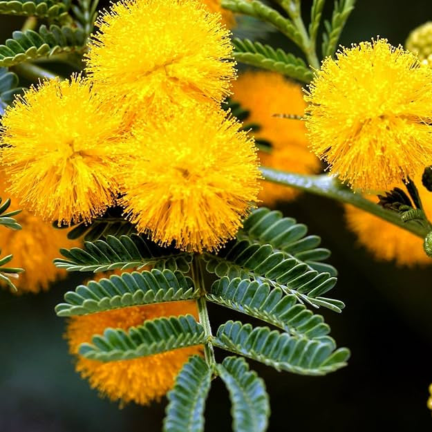Yellow Mimosa Seeds