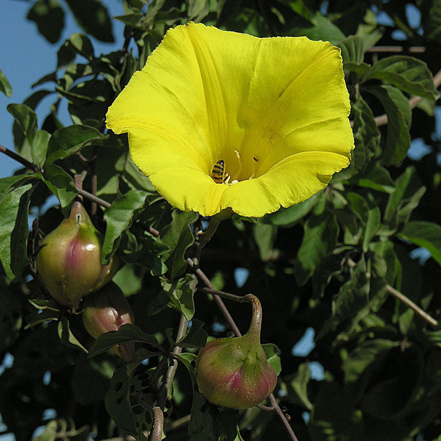Yellow Morning Glory Seeds