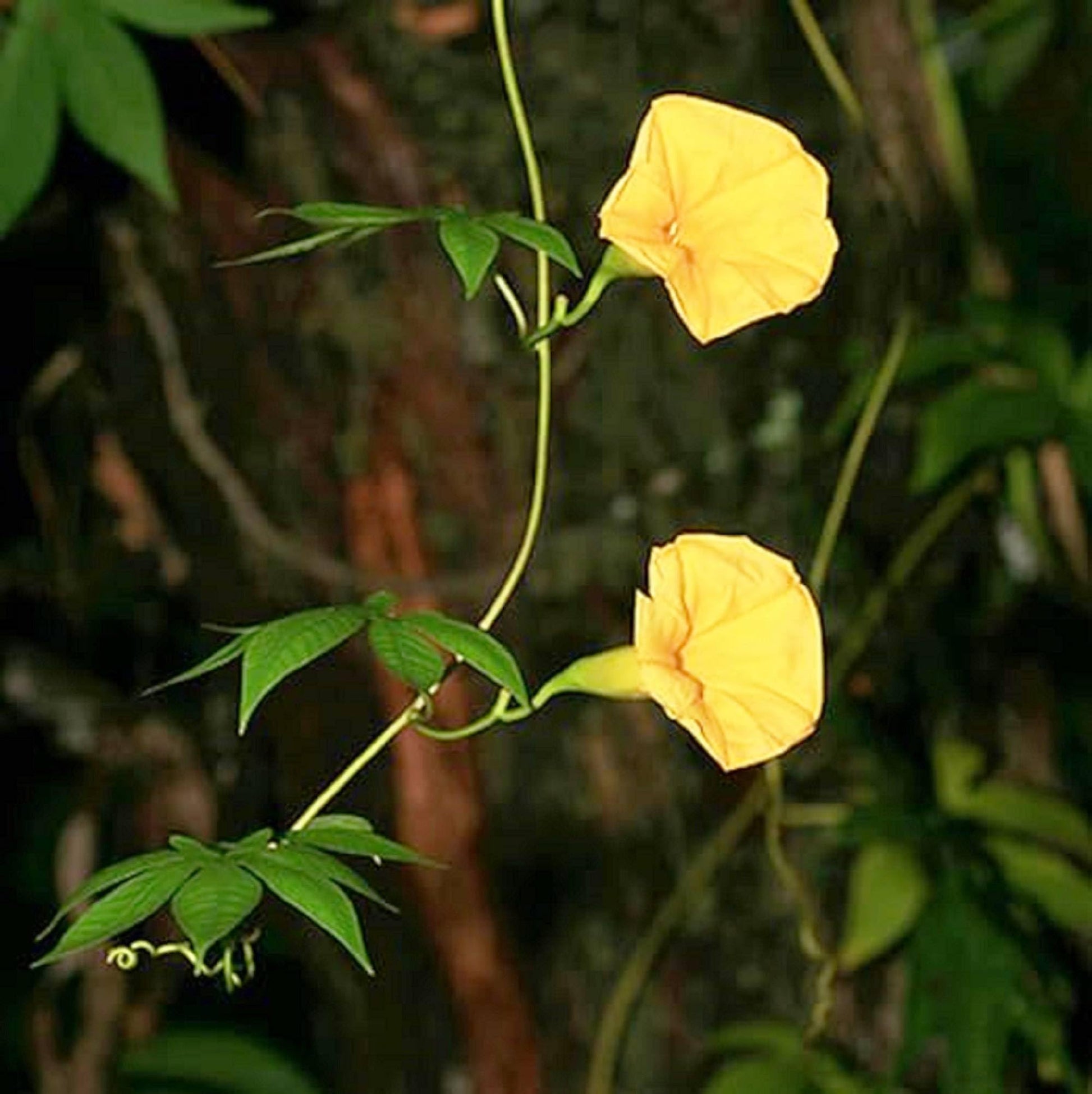 Yellow Morning Glory Seeds