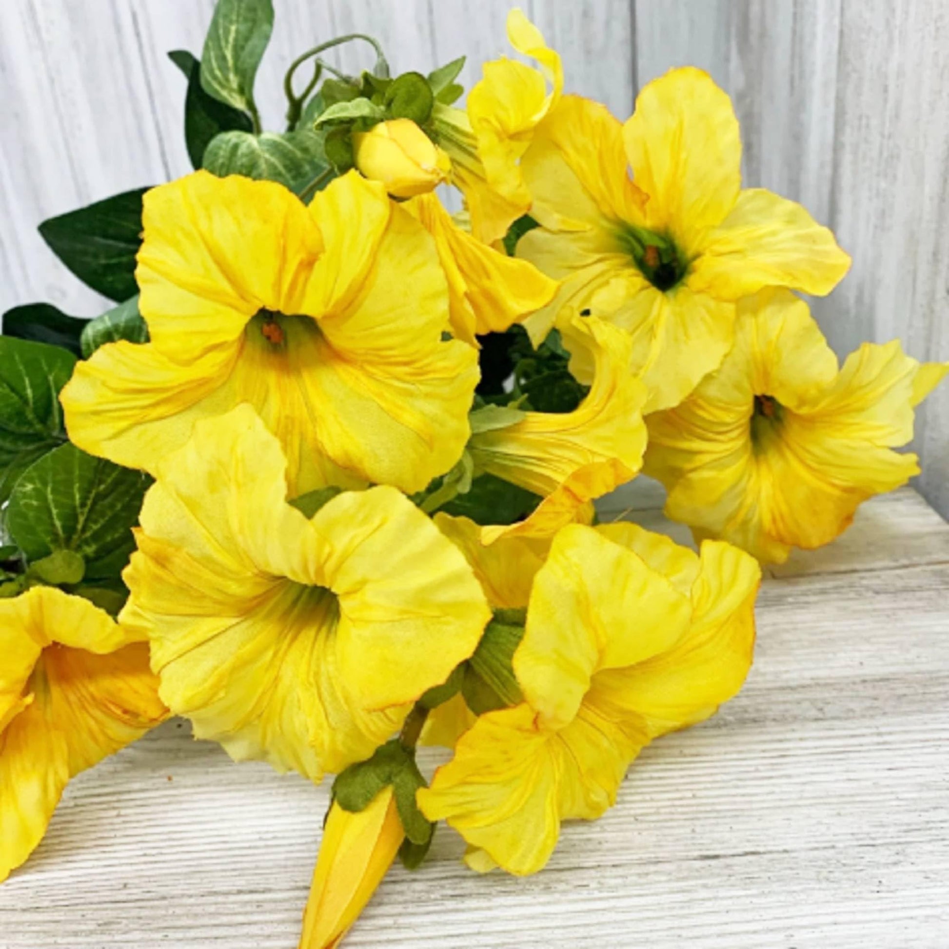 Yellow Morning Glory Seeds