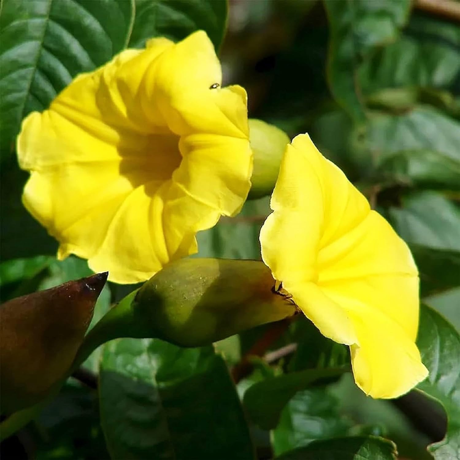 Yellow Morning Glory Seeds