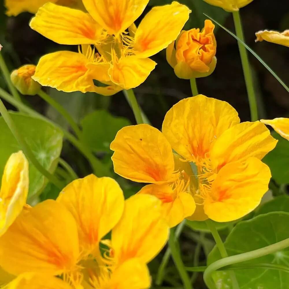 Yellow Nasturtium Seeds