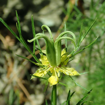 Yellow Nigella Seeds