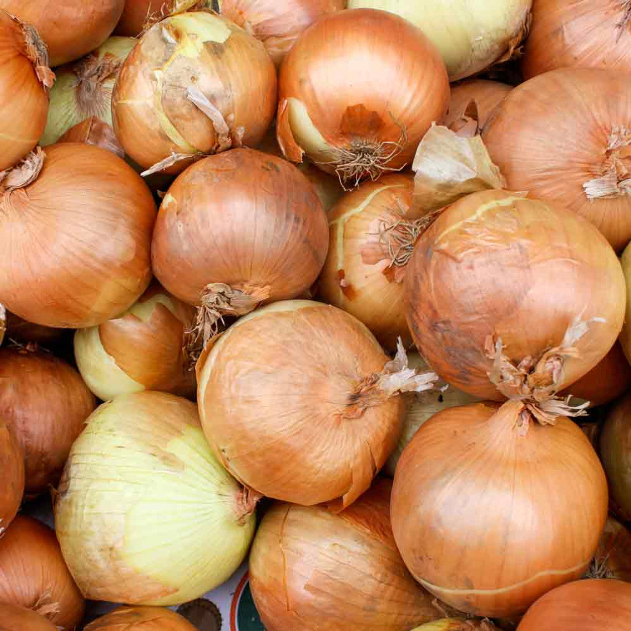 Yellow Onion Seeds 