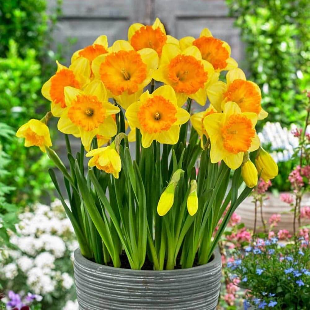 Yellow Orange Daffodil Seeds