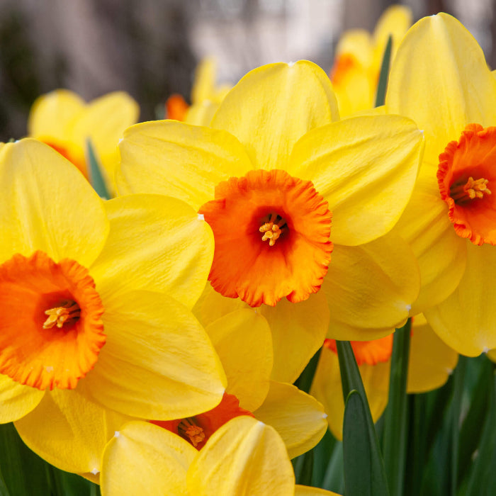 Yellow Orange Daffodil Seeds