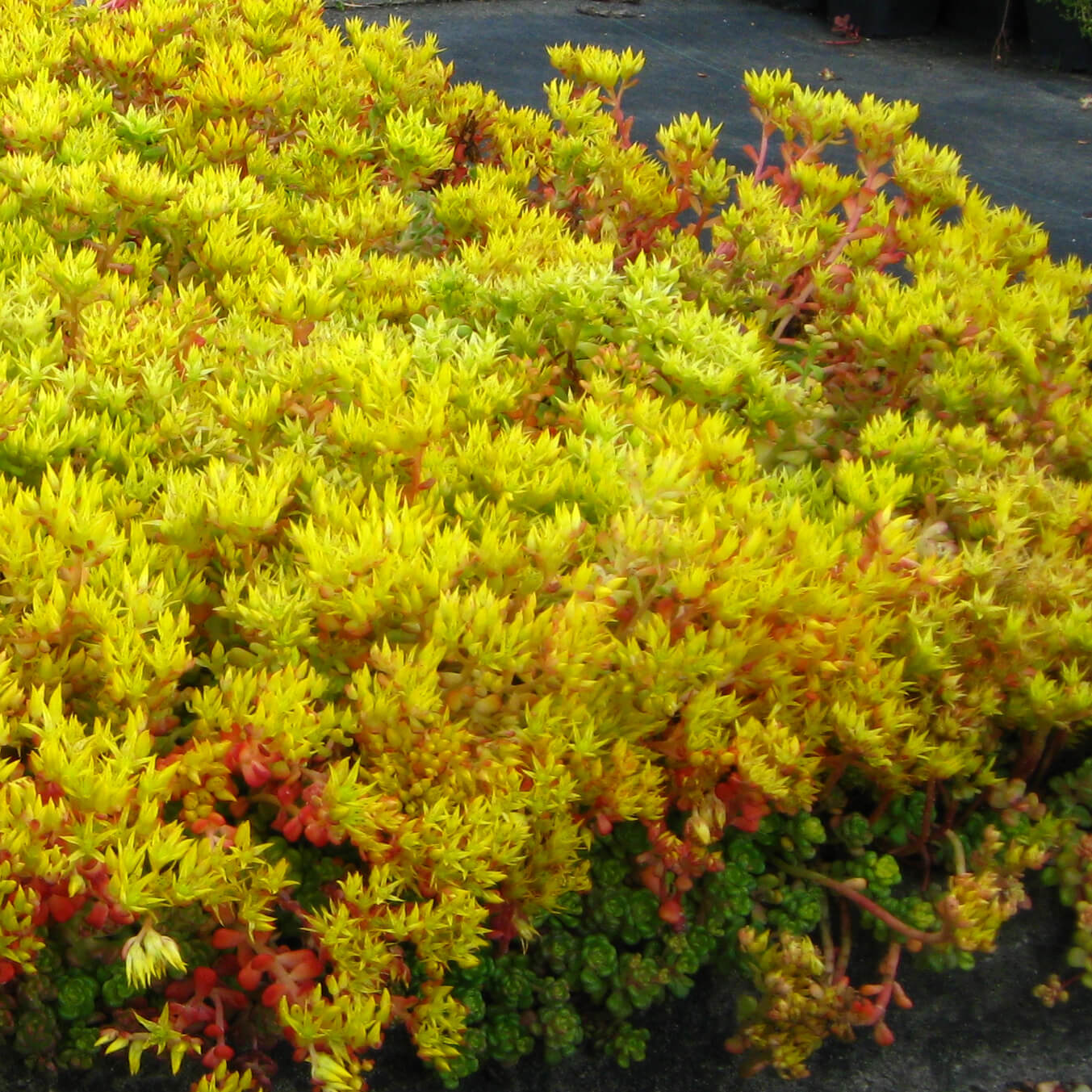 Yellow Oreganum Sedum Seeds