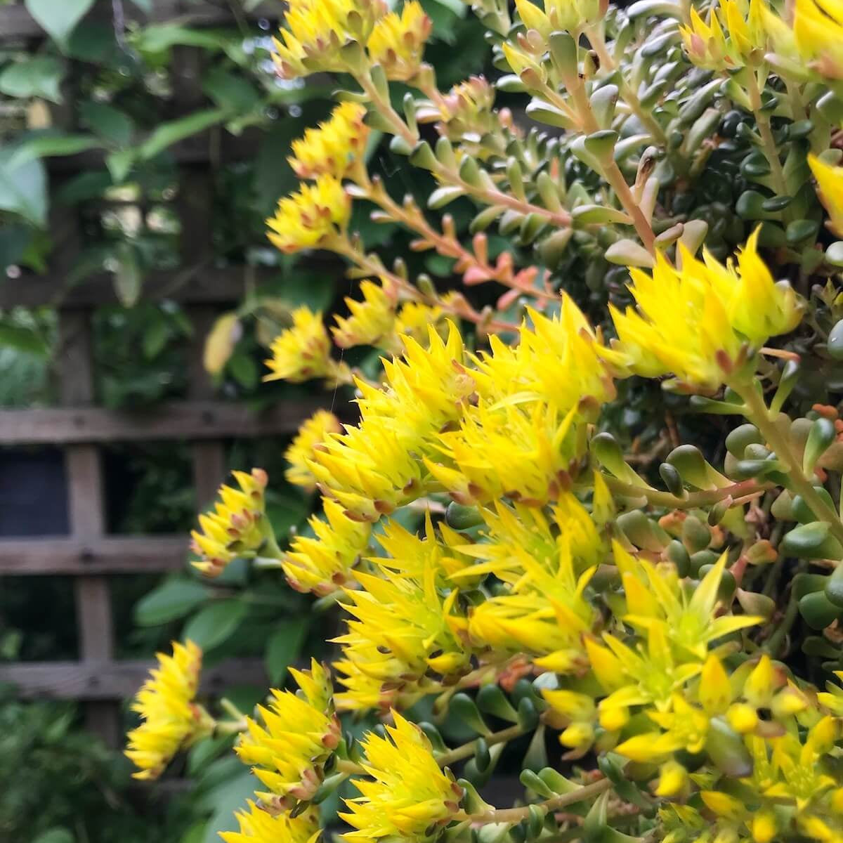 Yellow Oreganum Sedum Seeds