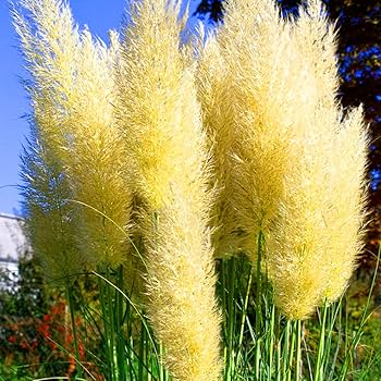 Yellow Pampas Grass Seeds