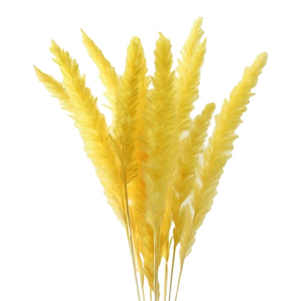 Yellow Pampas Grass Seeds
