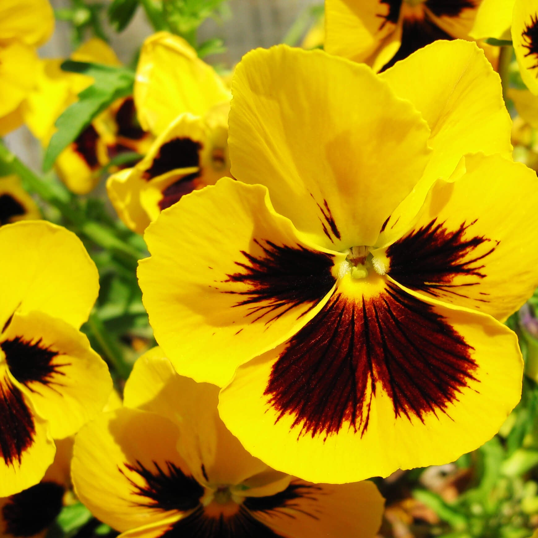 Yellow Pansy Seeds – Heirloom, Non-GMO, Ideal for Borders