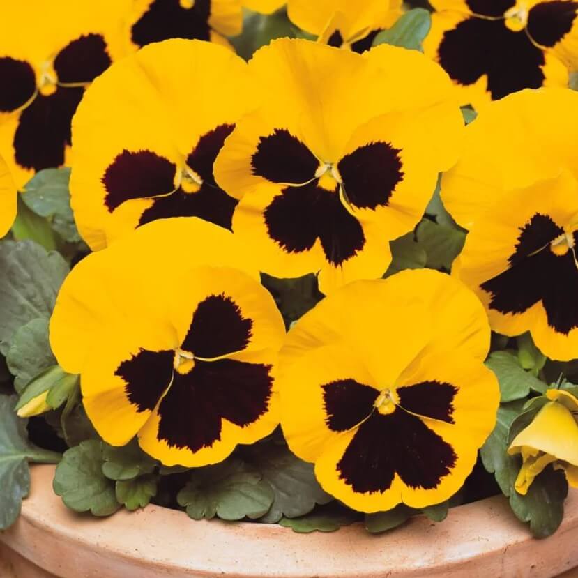 Yellow Pansy Seeds – Heirloom, Non-GMO, Ideal for Borders
