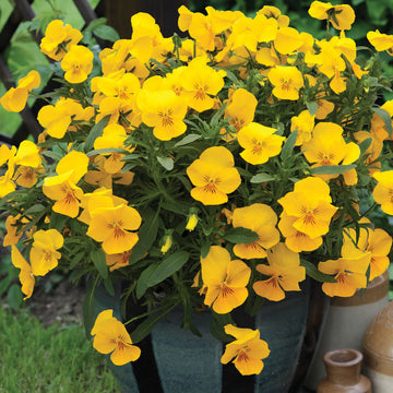 Yellow Pansy Seeds