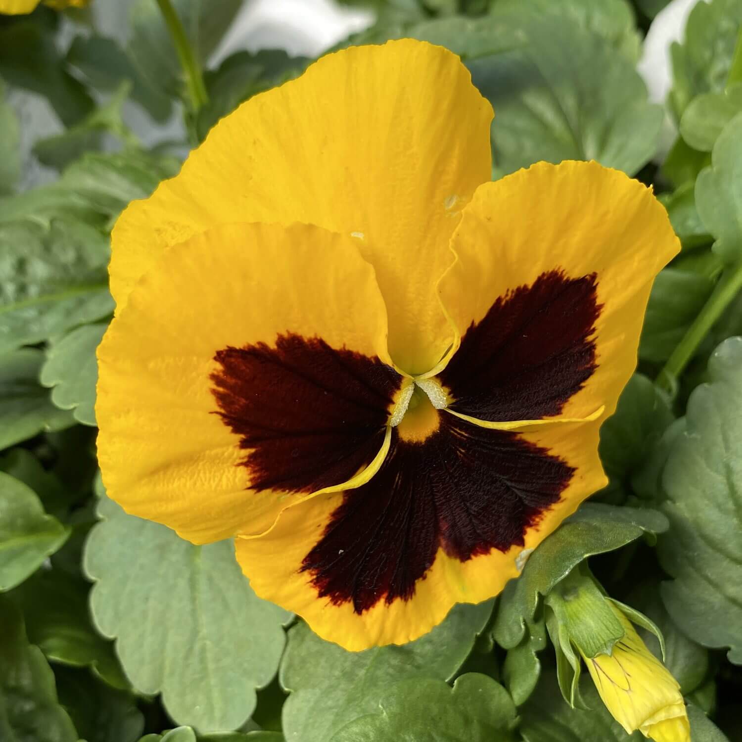 Yellow Pansy Seeds – Heirloom, Non-GMO, Ideal for Borders