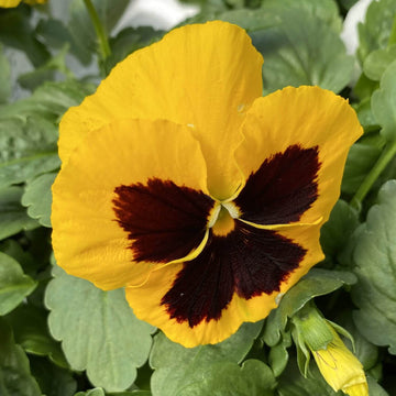 Yellow Pansy Seeds – Heirloom, Non-GMO, Ideal for Borders