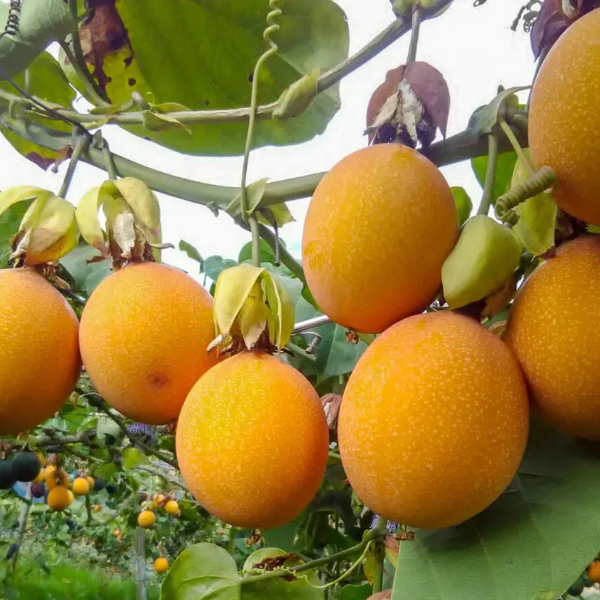 Yellow Passion Seeds
