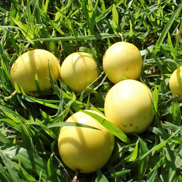 Yellow Passion Seeds