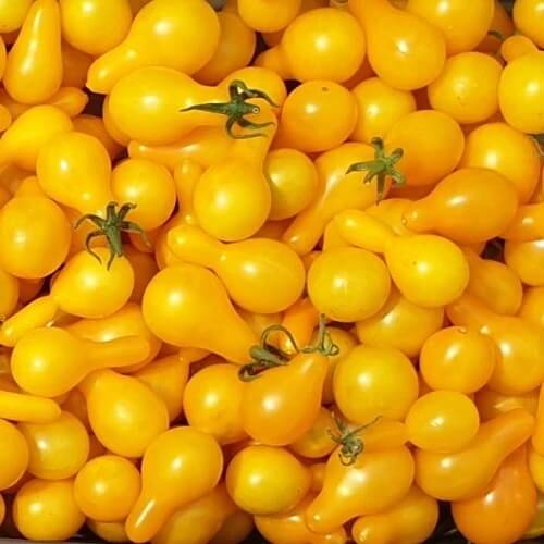 Yellow Pear Organic Tomato Seeds