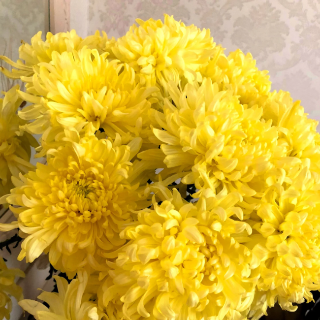 Yellow Peony Aster Callistephus Seeds