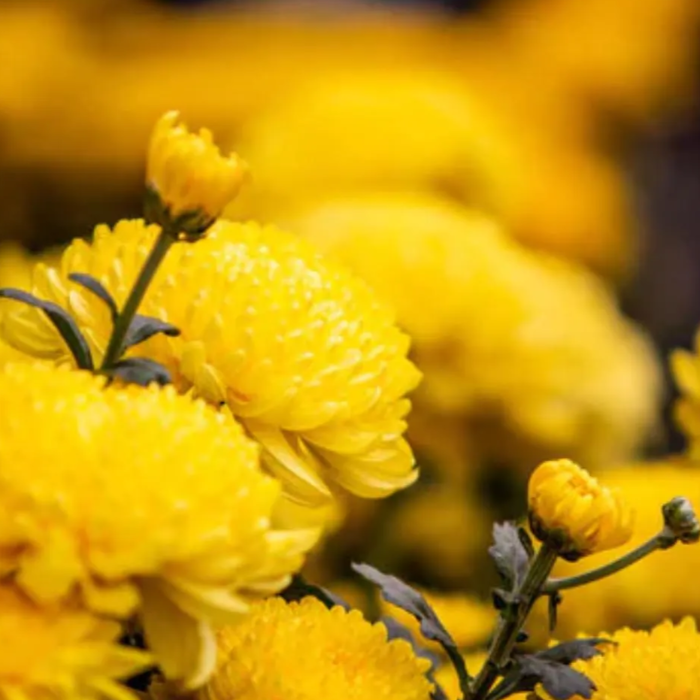 Yellow Peony Aster Callistephus Seeds