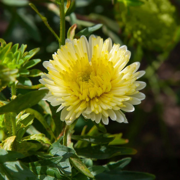Yellow Peony Aster Callistephus Seeds