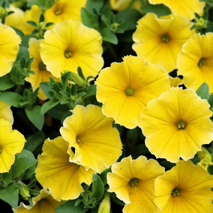 Yellow Petunia Seeds - Flower Plant
