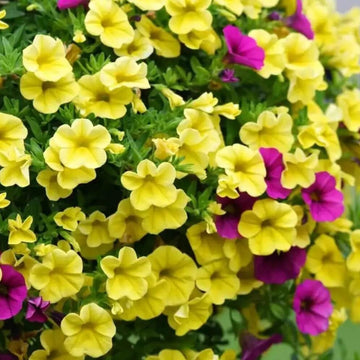 Yellow Petunia Seeds - Flower Plant