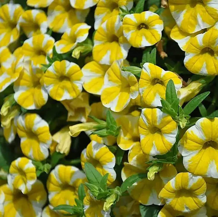 Yellow Petunia Seeds - Flower Plant