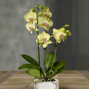 Yellow Phalaenopsis Orchid Seeds 