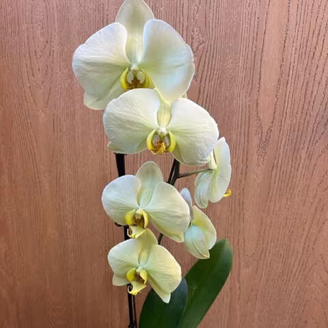 Yellow Phalaenopsis Orchid Seeds