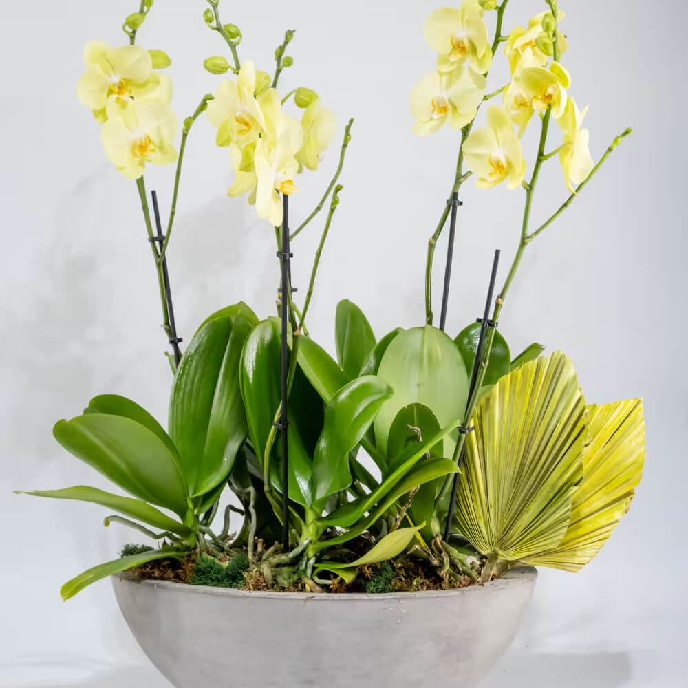 Yellow Phalaenopsis Orchid Seeds 