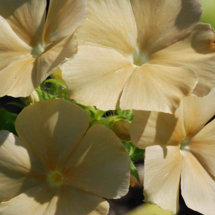 Yellow Phlox Seeds
