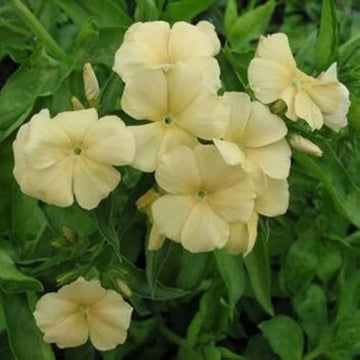 Yellow Phlox Seeds