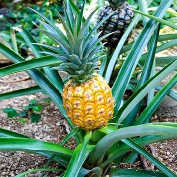 Yellow Pineapple Seeds 