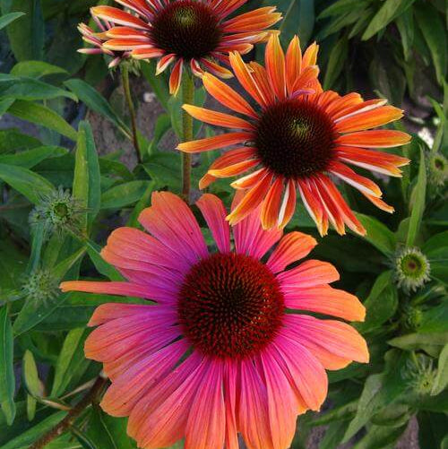 Yellow & Pink Echinacea Seeds