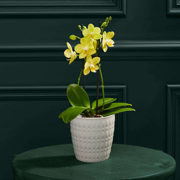 Yellow Pink Phalaenopsis Orchid Seeds –