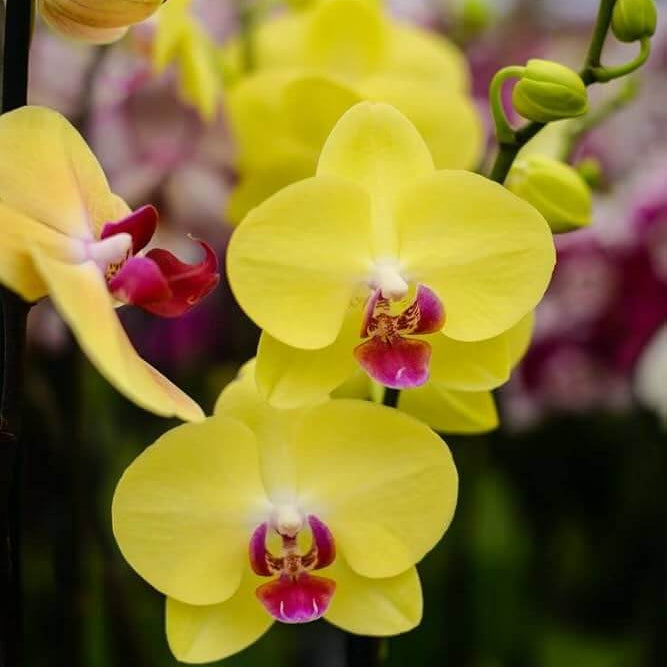 Yellow Pink Phalaenopsis Orchid Seeds