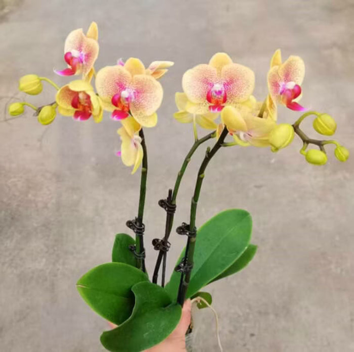 Yellow Pink Phalaenopsis Orchid Seeds –