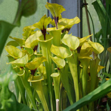 Yellow Pitcher Plant Seeds