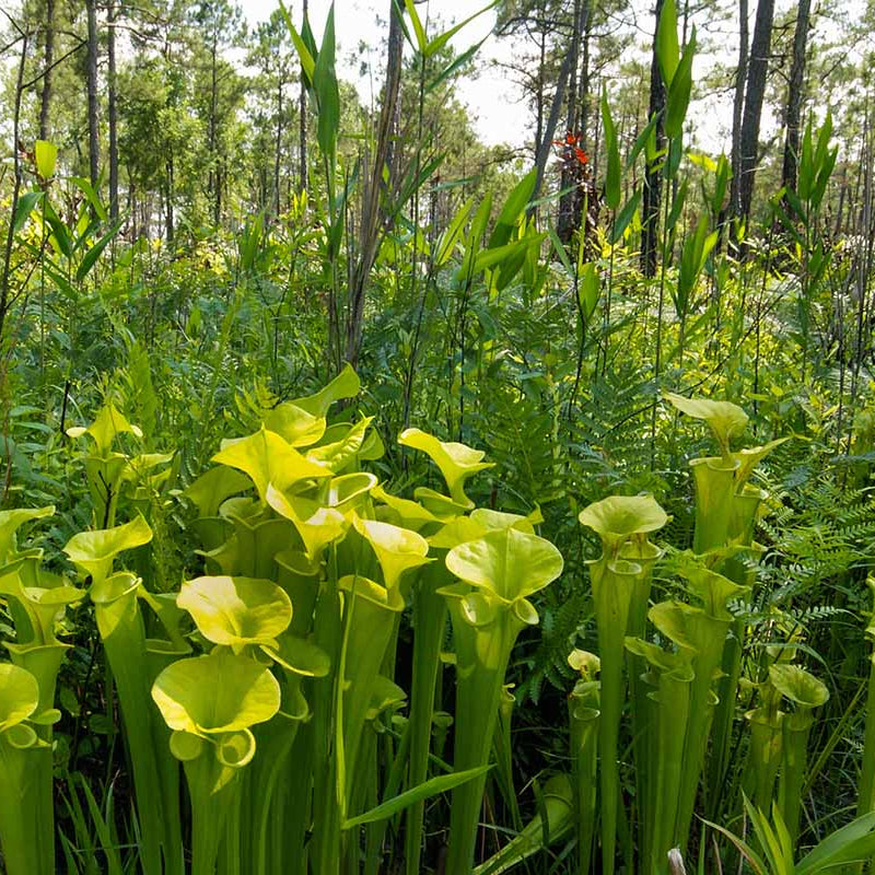 Yellow Pitcher Plant Seeds