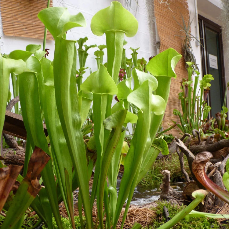 Yellow Pitcher Plant Seeds