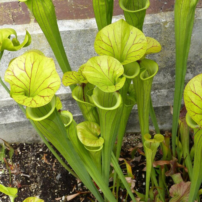 Yellow Pitcher Plant Seeds