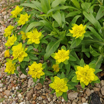 Yellow Polychroma Euphorbia Seeds