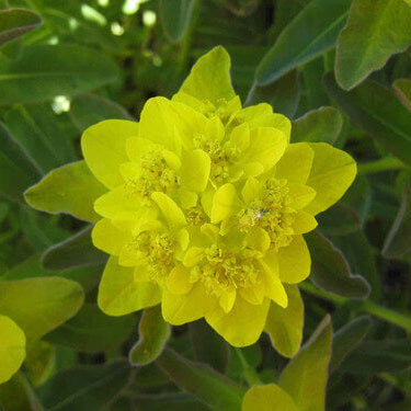 Yellow Polychroma Euphorbia Seeds